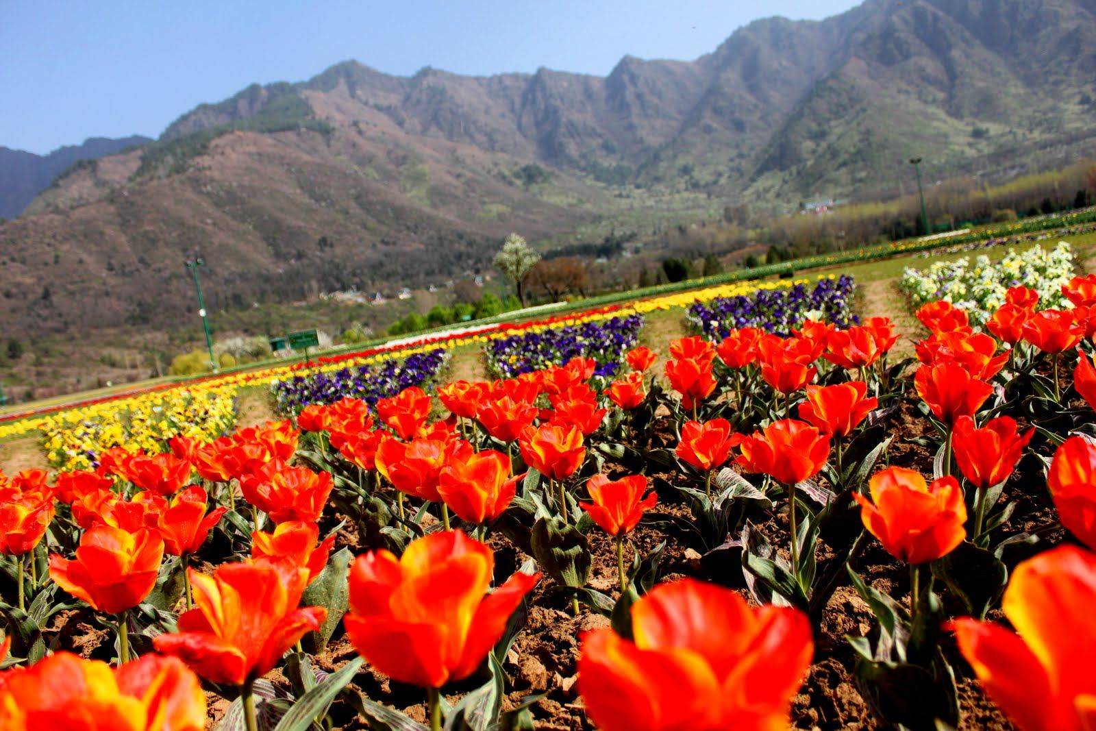 Srinagar Travel Destinations
