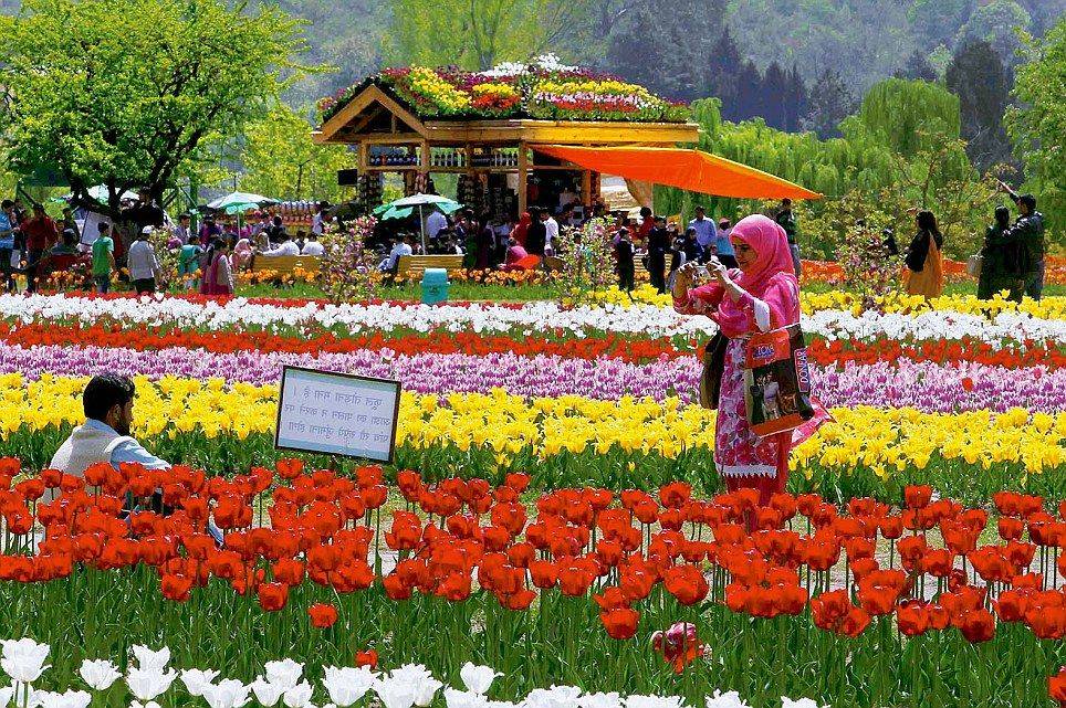 Tulip Garden Srinagar Kashmir Tulips Garden Places To Go