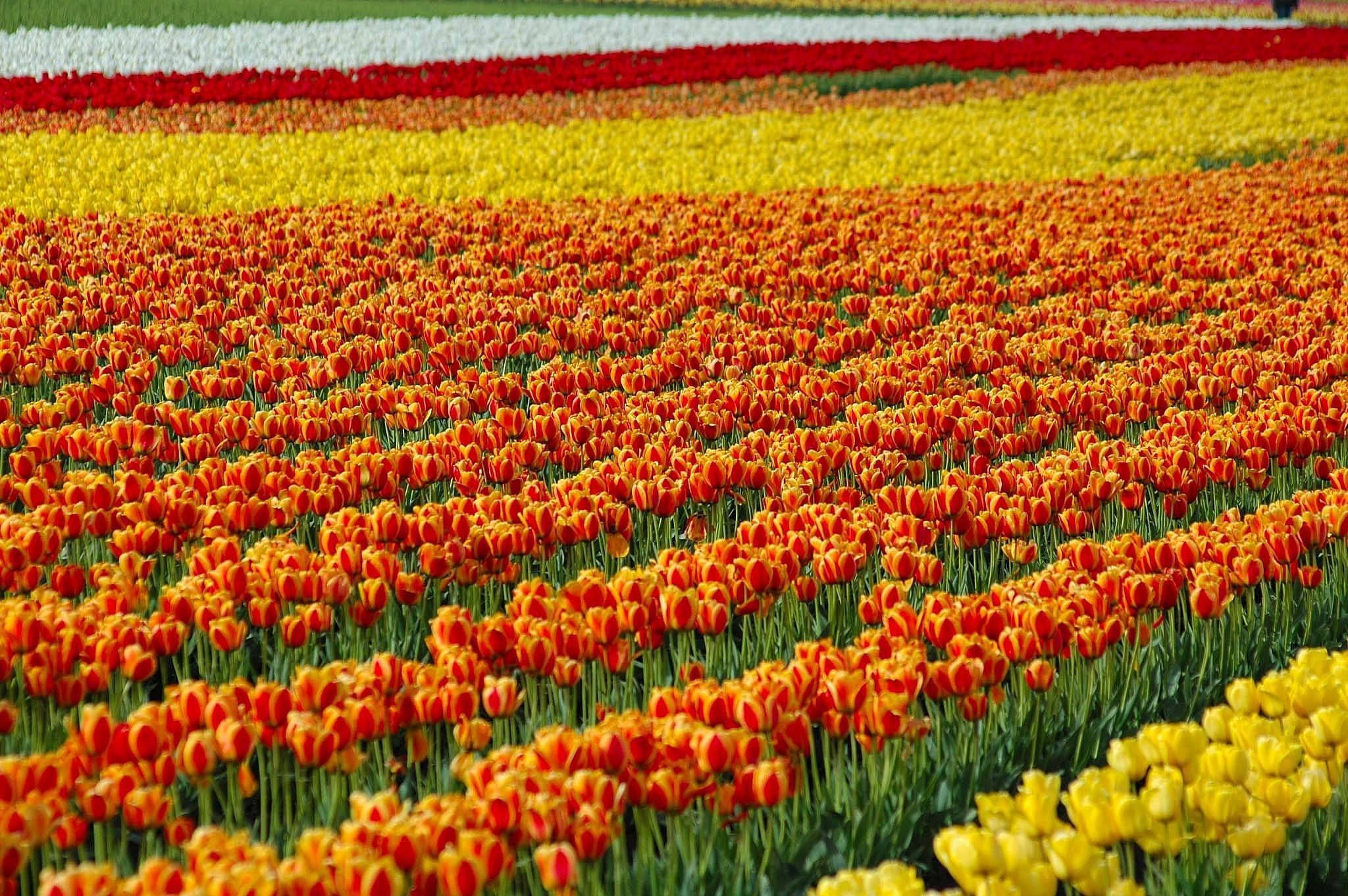 Beautiful Tulip Garden