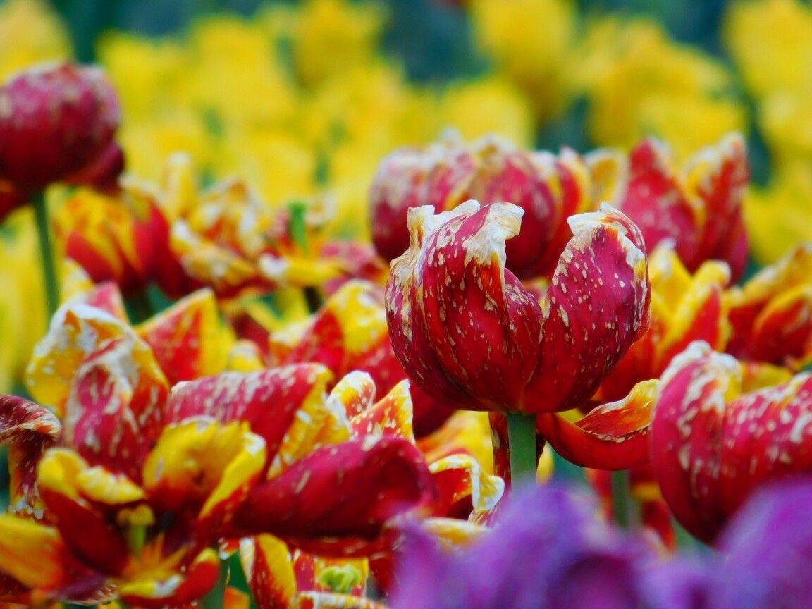 Asias Largest Tulip Garden