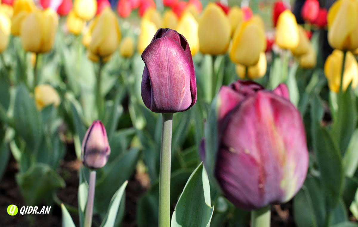 Jammu Kashmir Tulip Garden Tulips Garden