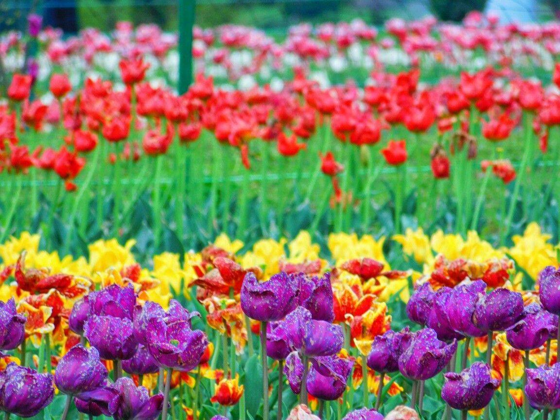 Kashmir Spring Wallpaper