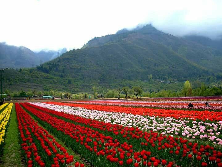 Tulip Garden