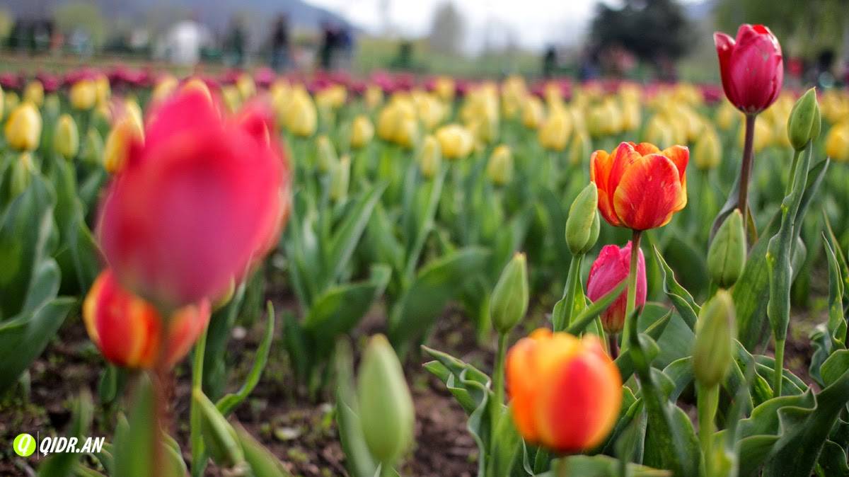Asias Largest Tulip Garden