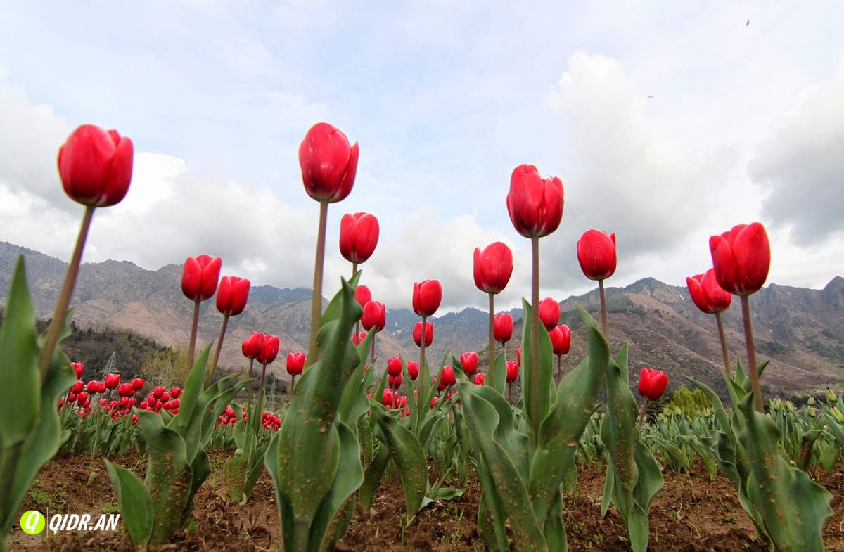 The Tulip Garden