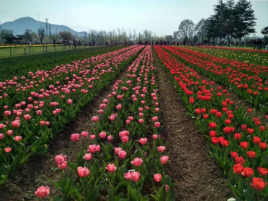 The Tulip Garden