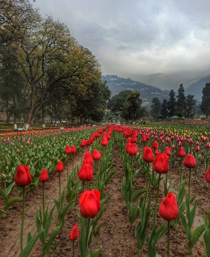 Kashmir Tulips Garden