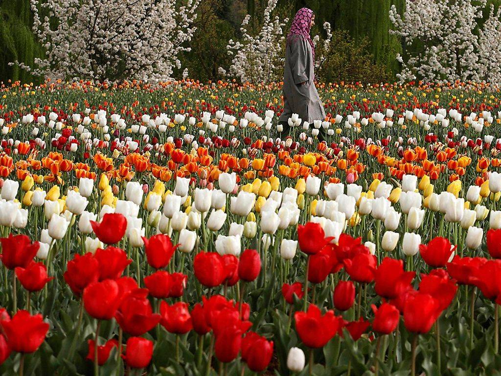 Tulips Garden