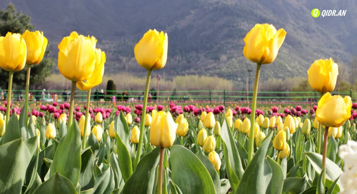Tulip Garden In Kashmir Fall In Love Yash Chopra Style Makemytrip Blog