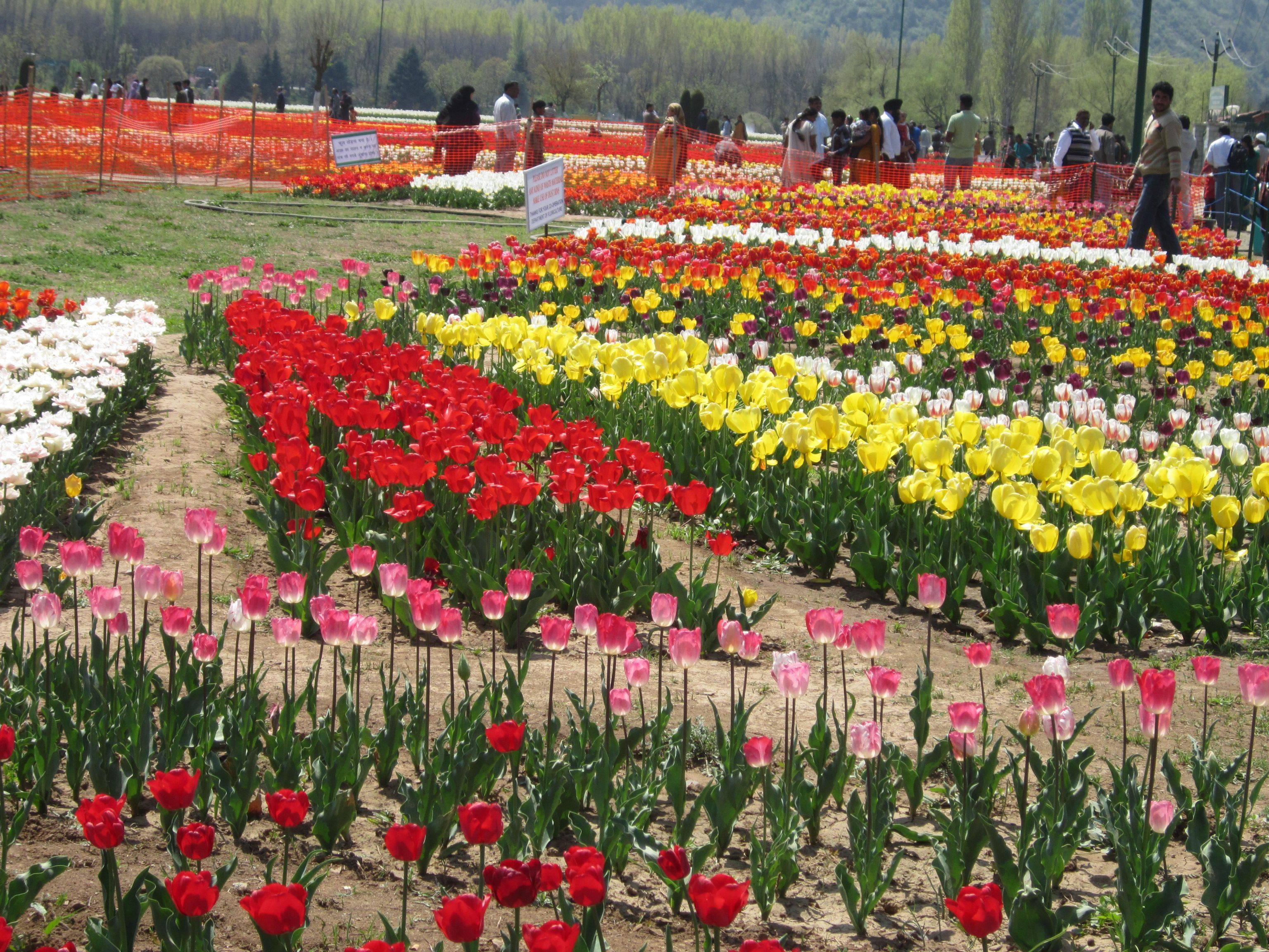 Tulip Garden Kashmir