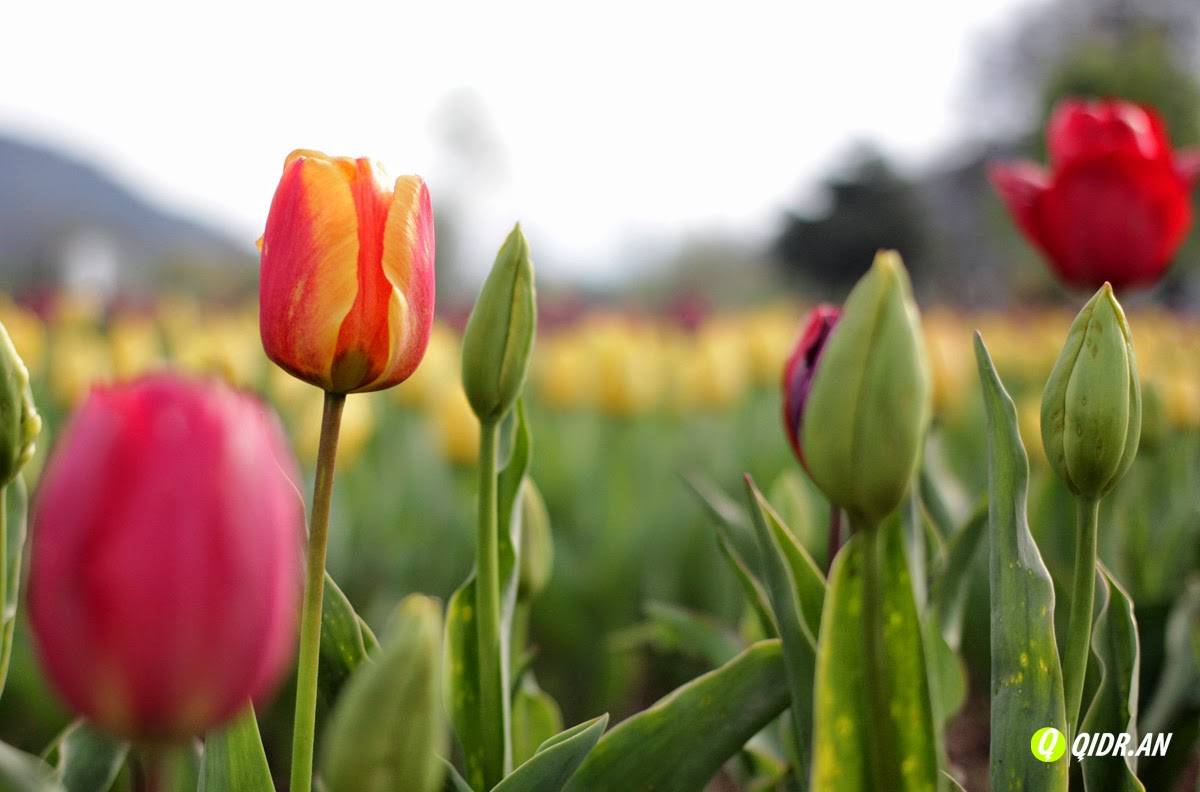 Tulip Garden Srinagar India