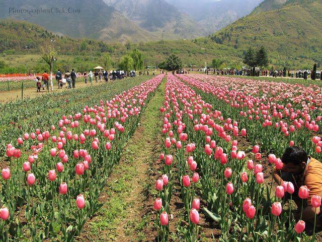 Tulip Garden Srinagar Kashmir Tulips Garden Places To Go