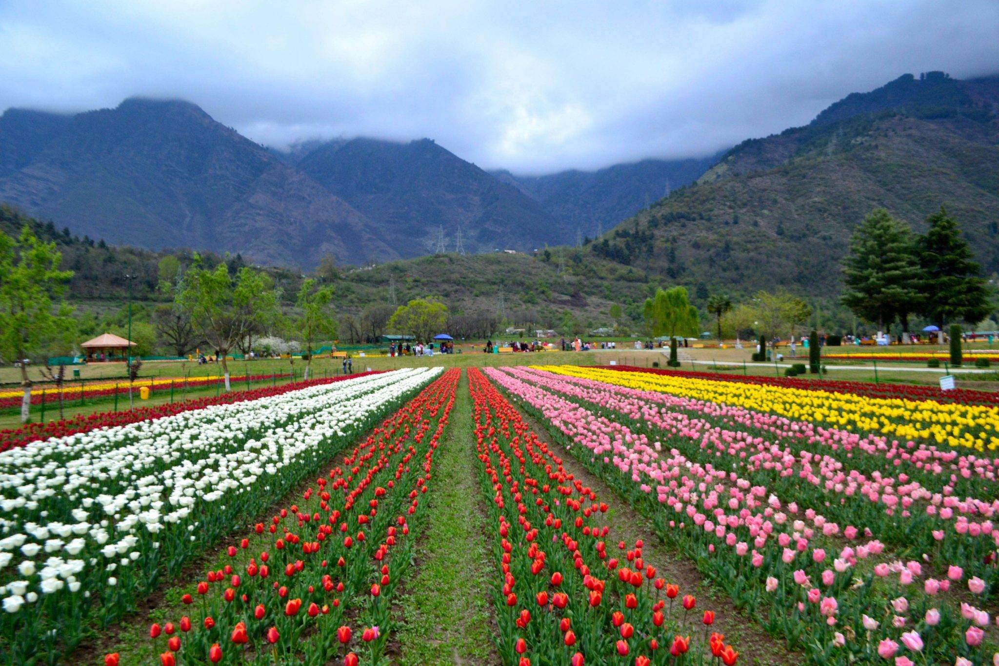 Tulip Garden Srinagar Voice