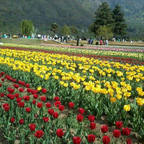 Kashmir Tulips Garden