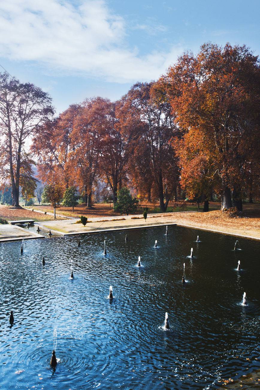Chinar Bagh