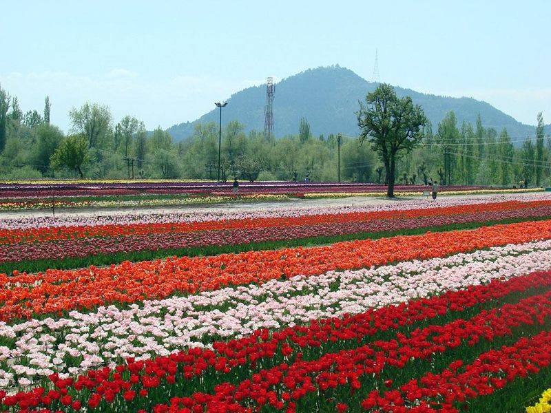 A Garden