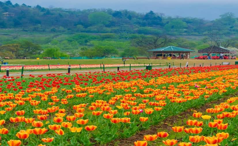 Srinagar Paradise Kashmir Nature Travel