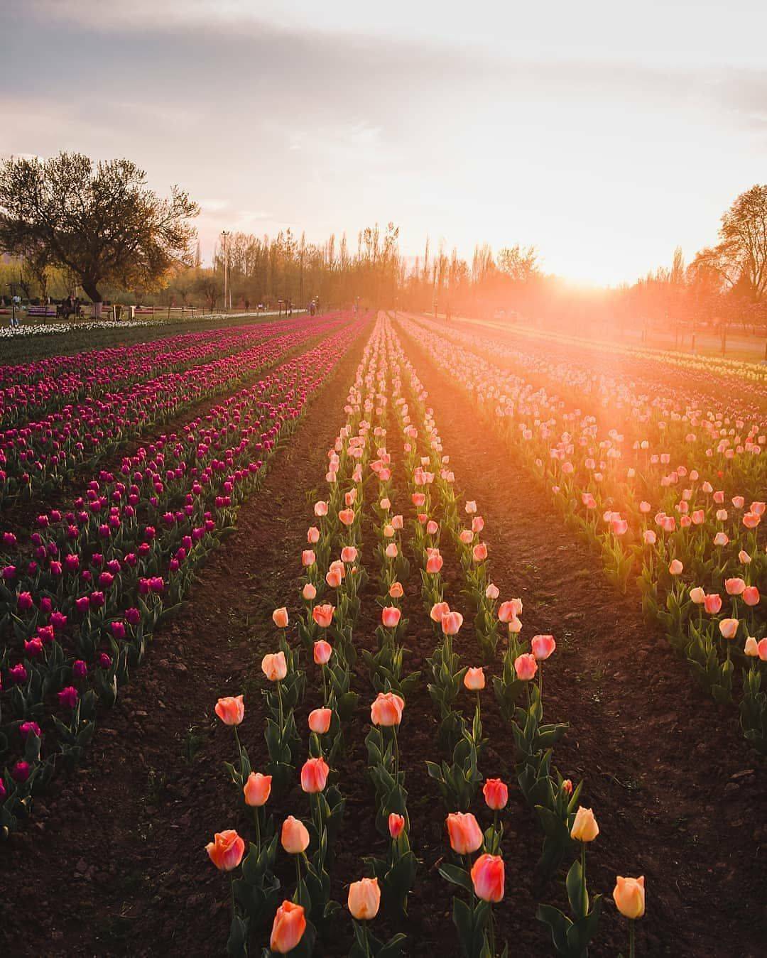 Asias Largest Tulip Garden