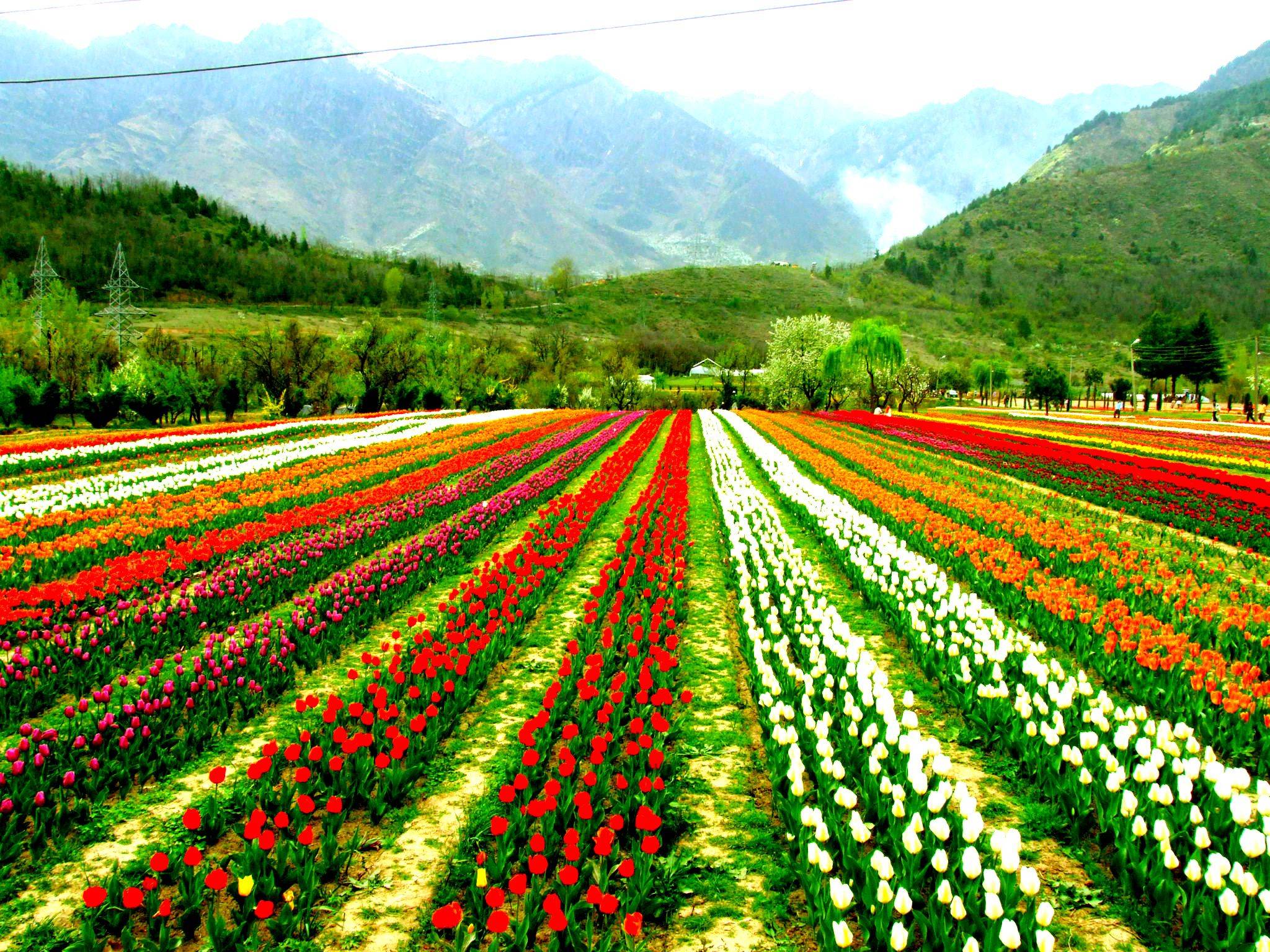 J K Tourism