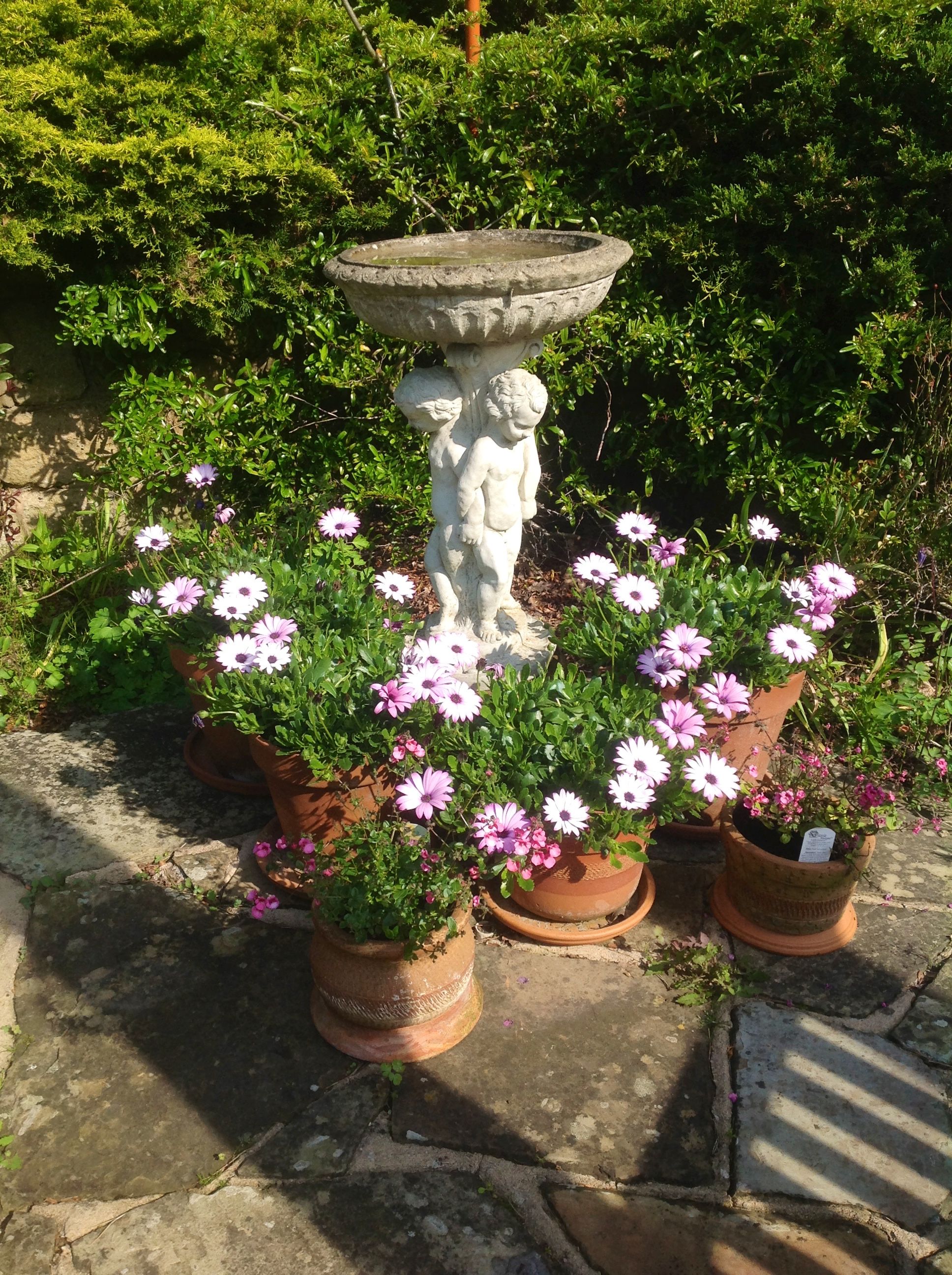 Bird Bath Garden