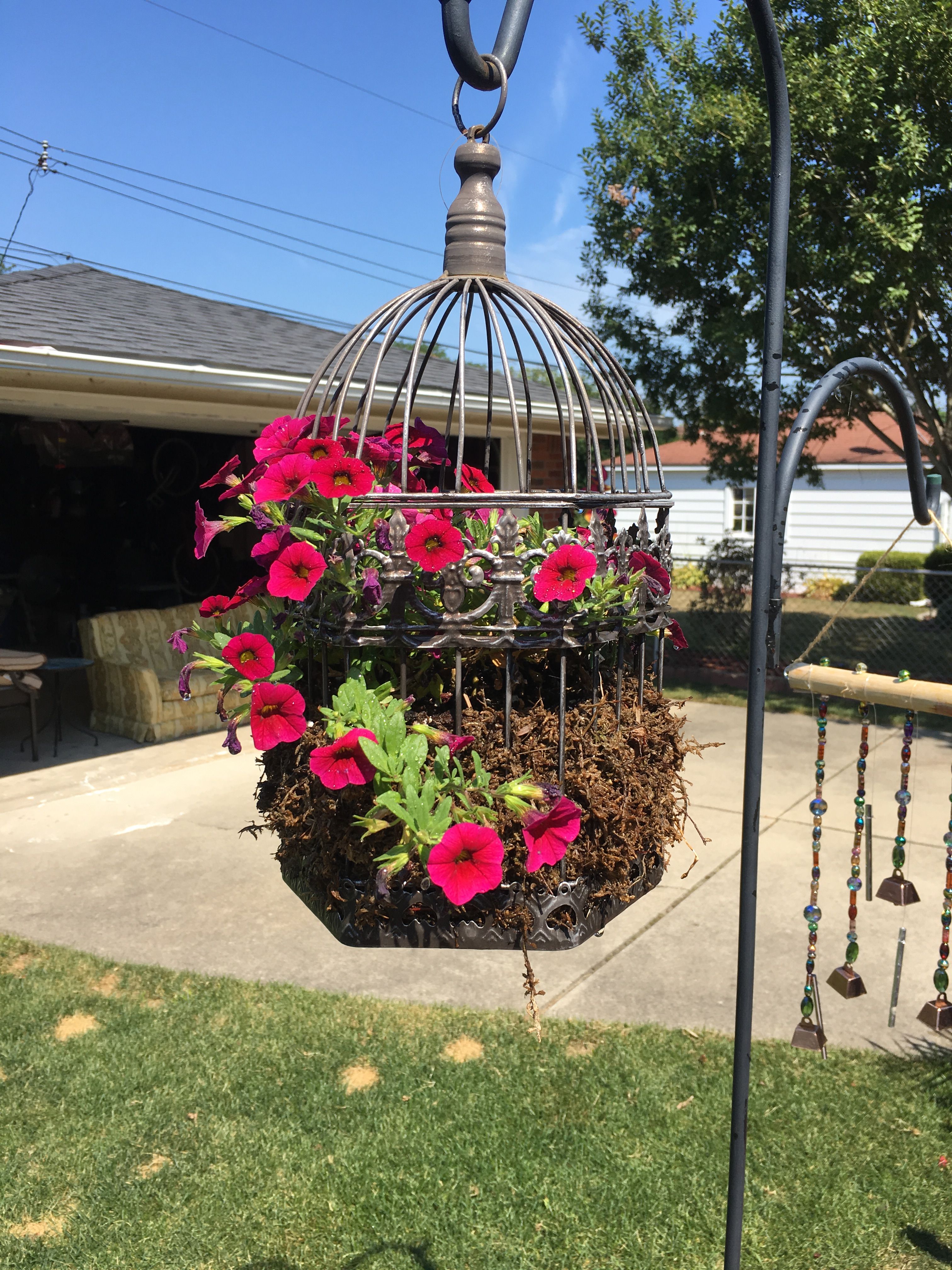 Hummingbird Garden