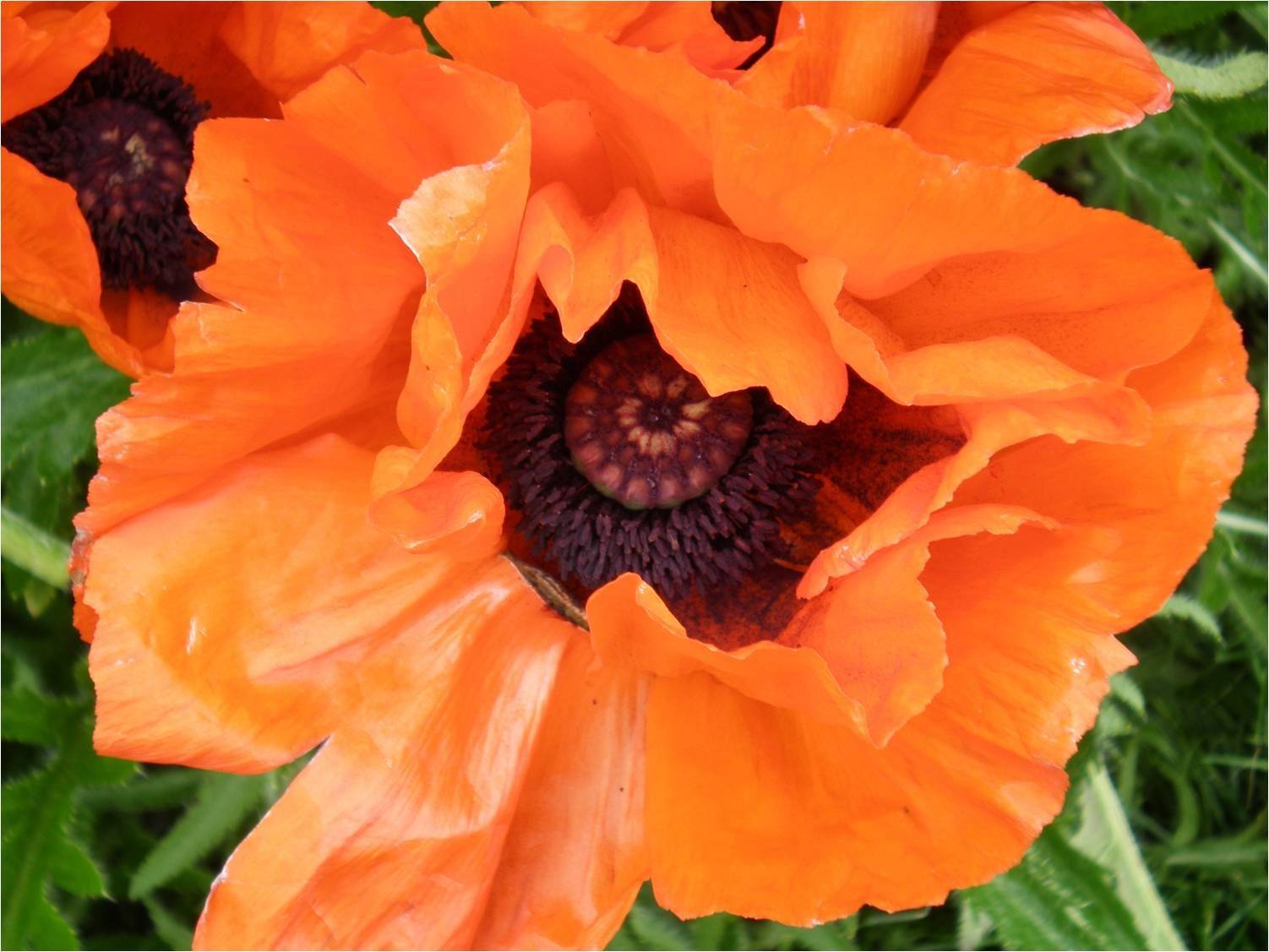Beautiful Garden Poppies Ideas Rhythm