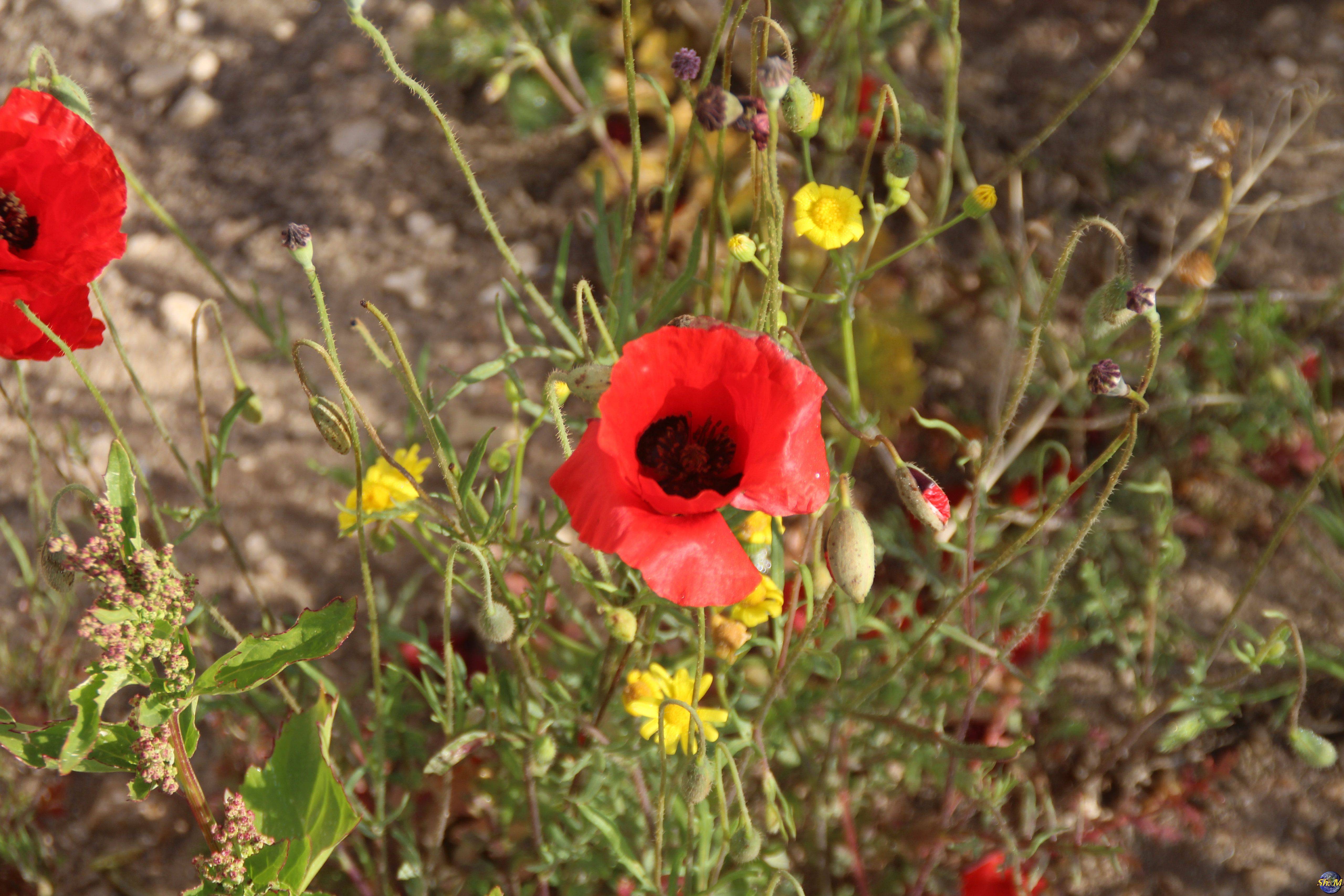 Allium Poppies Perennials Flowers Perennials Poppies