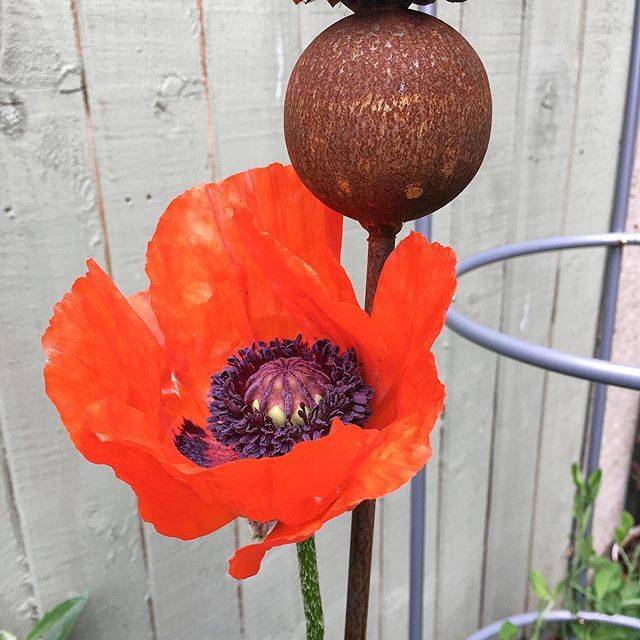 California Poppy Flower Metal Garden Stake Metal Garden Art