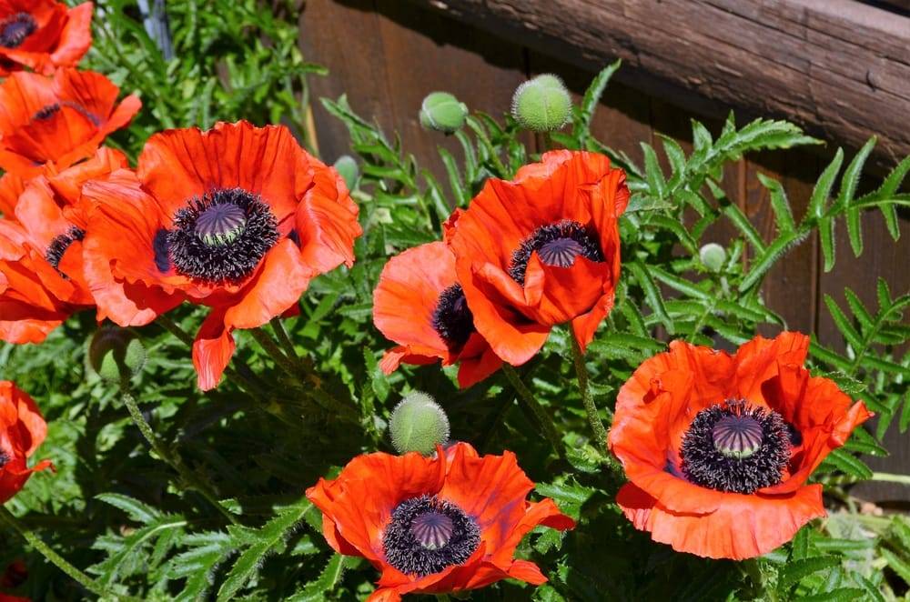 The Memorial Flower Gardenorg