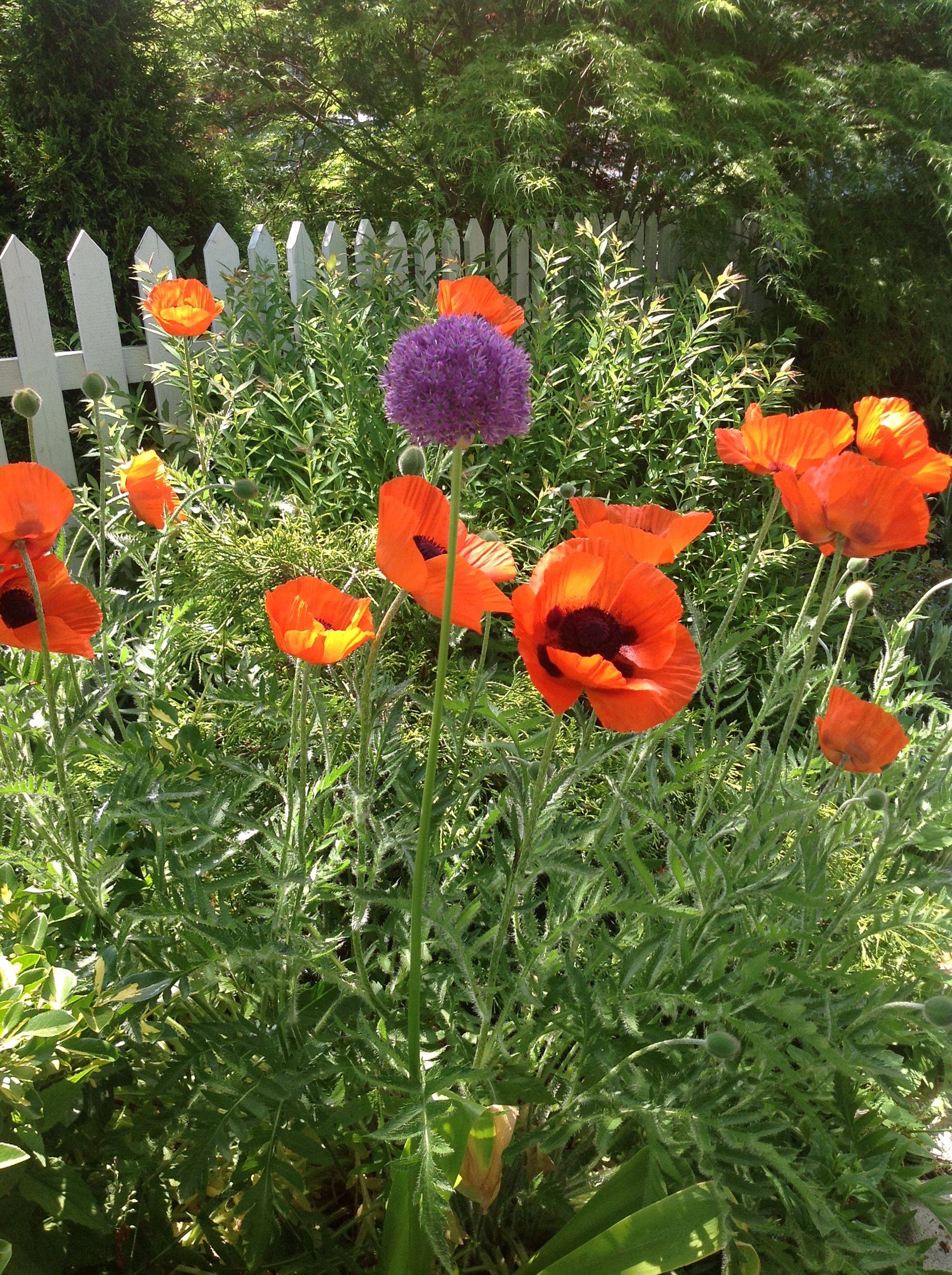 Greenland Garden Raised Bed Gardens Garden Yard Ideas