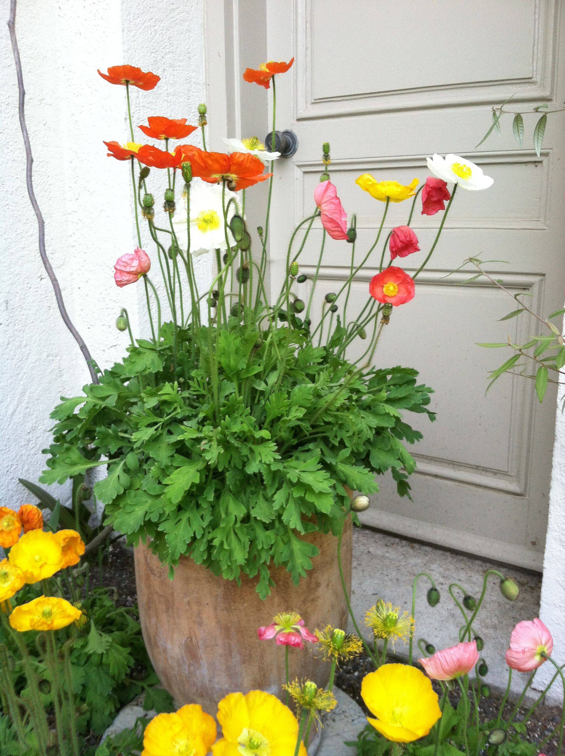 Oriental Poppies