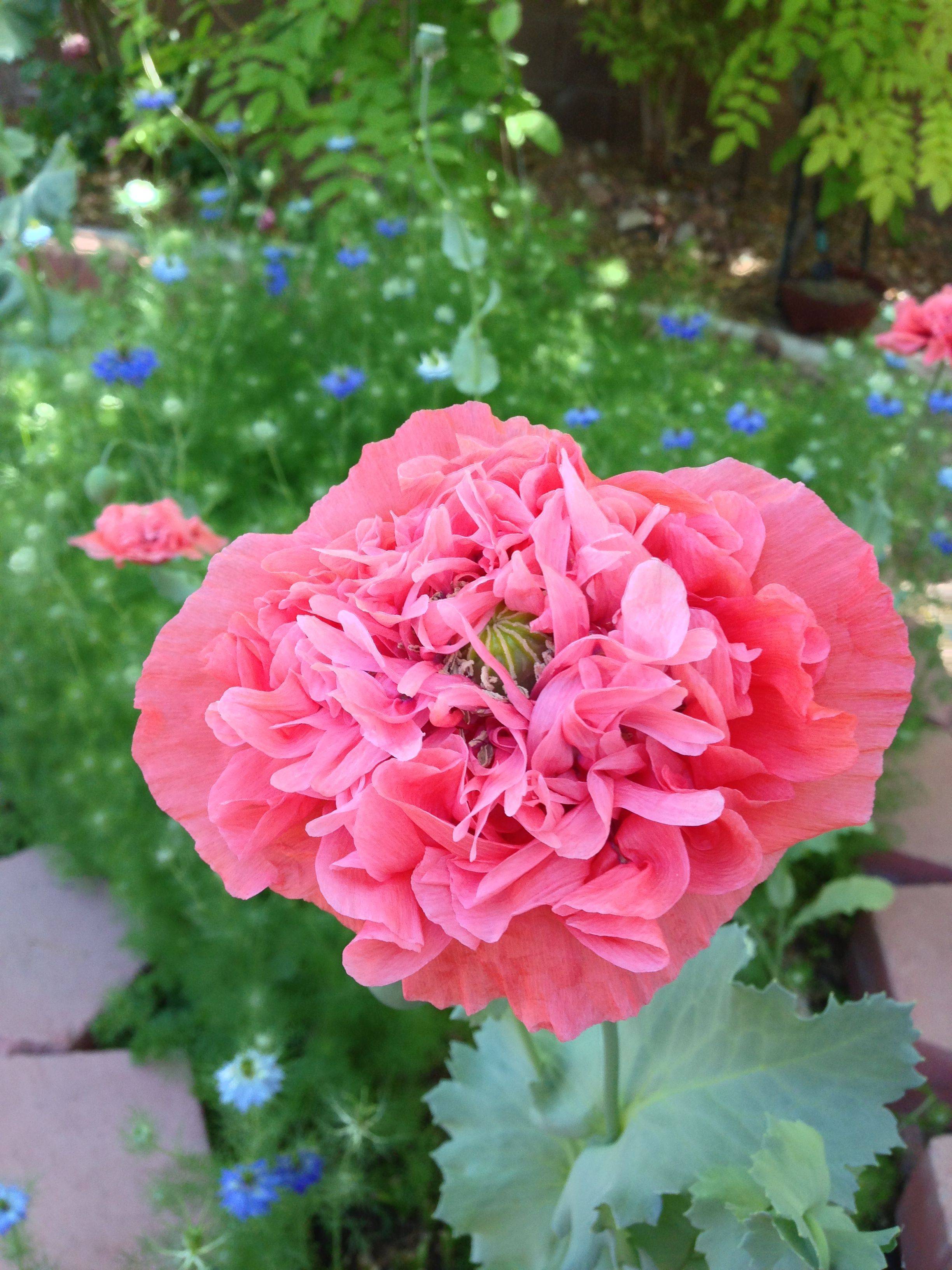 Oriental Poppies