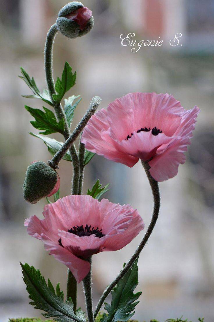 Amazing Gardens