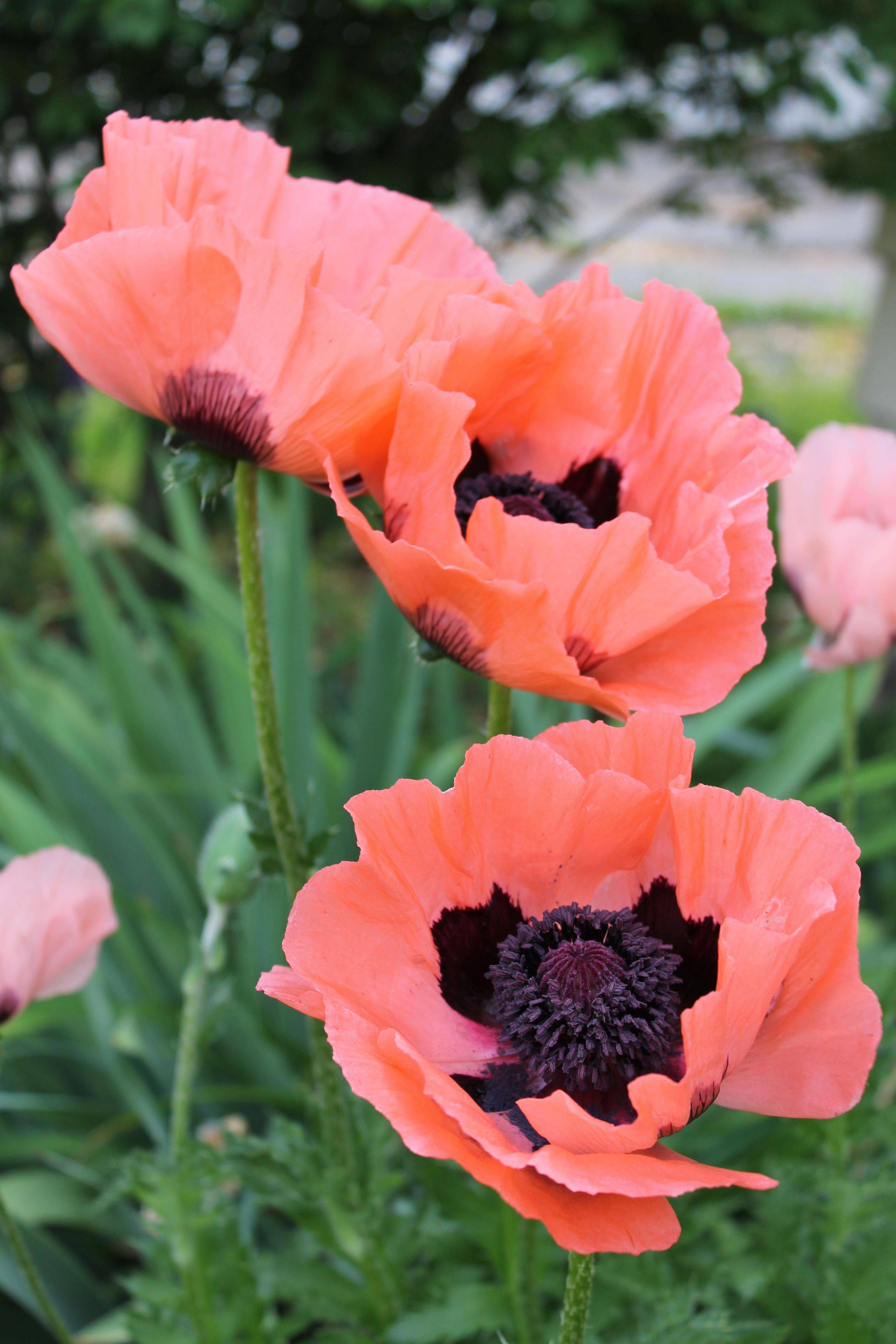 Perennial Garden Perennial Garden