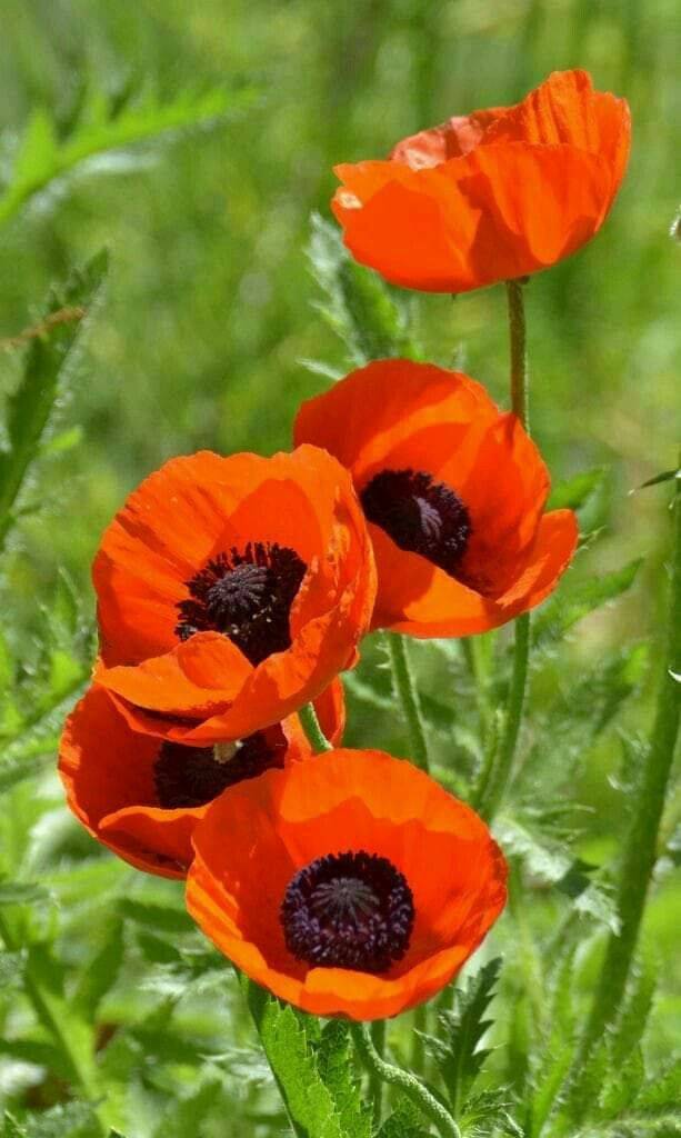 My Garden