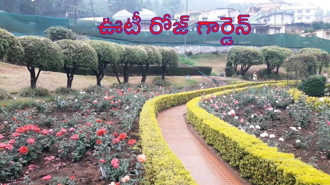 Beautiful Rose Gardens Sky Designs