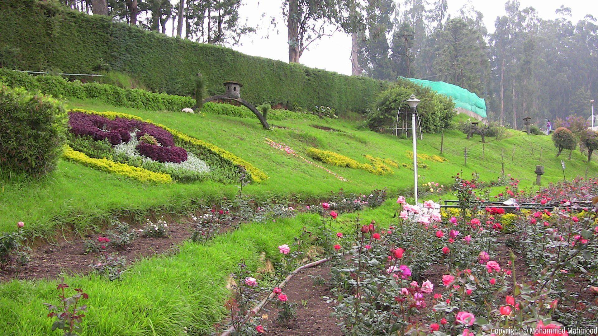22 Ooty Rose Garden Ideas To Consider SharonSable
