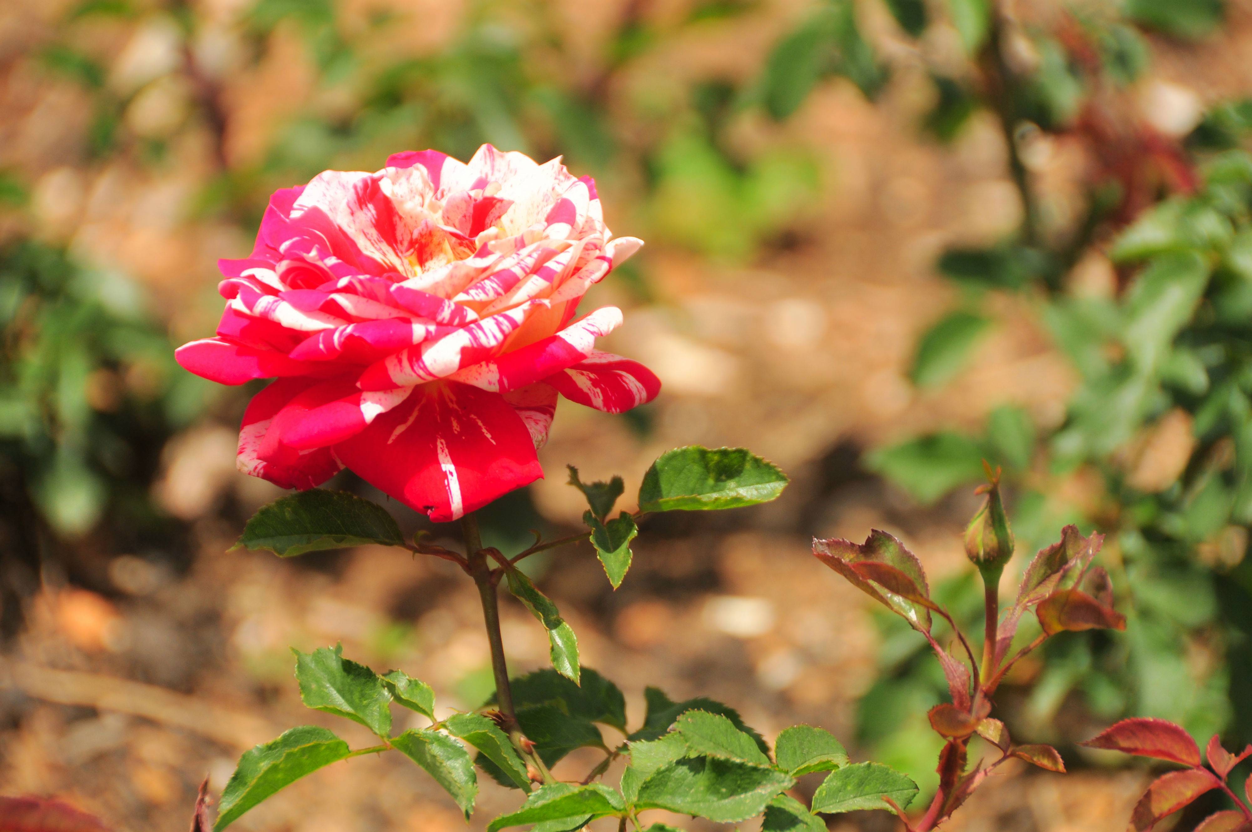 Ooty Rose Garden
