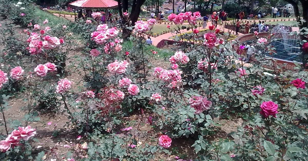 Ooty Rose Garden Flower Festival