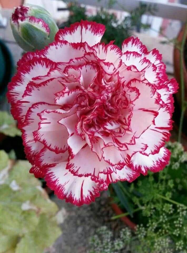 The Best Carnation Plants