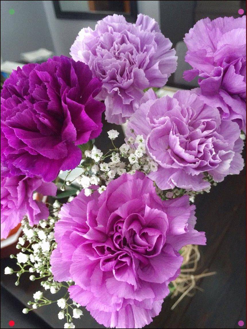 Syria Carnations Garden Flower Beds