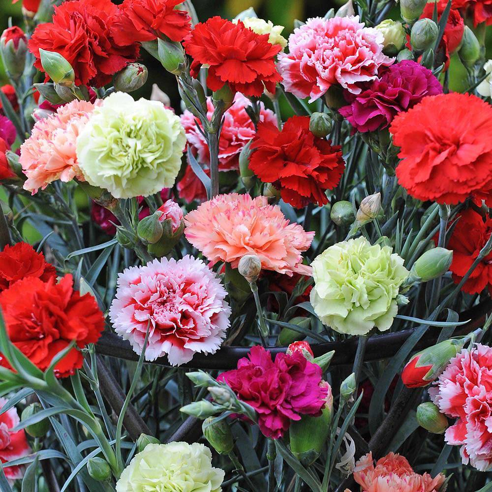 Growing Carnations