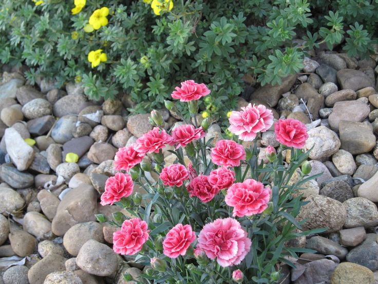 Google Keress Carnations