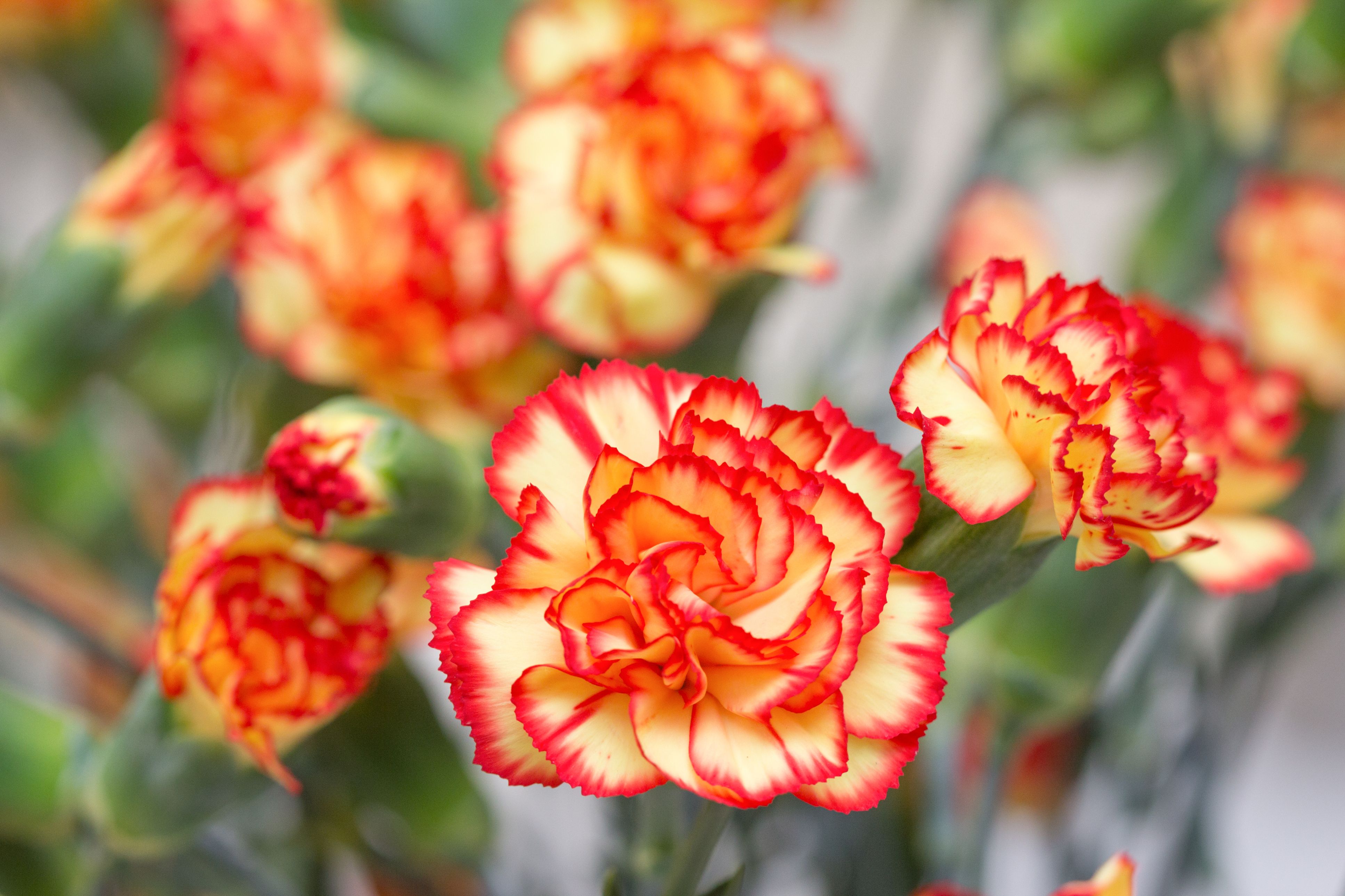 Beautiful Flowers