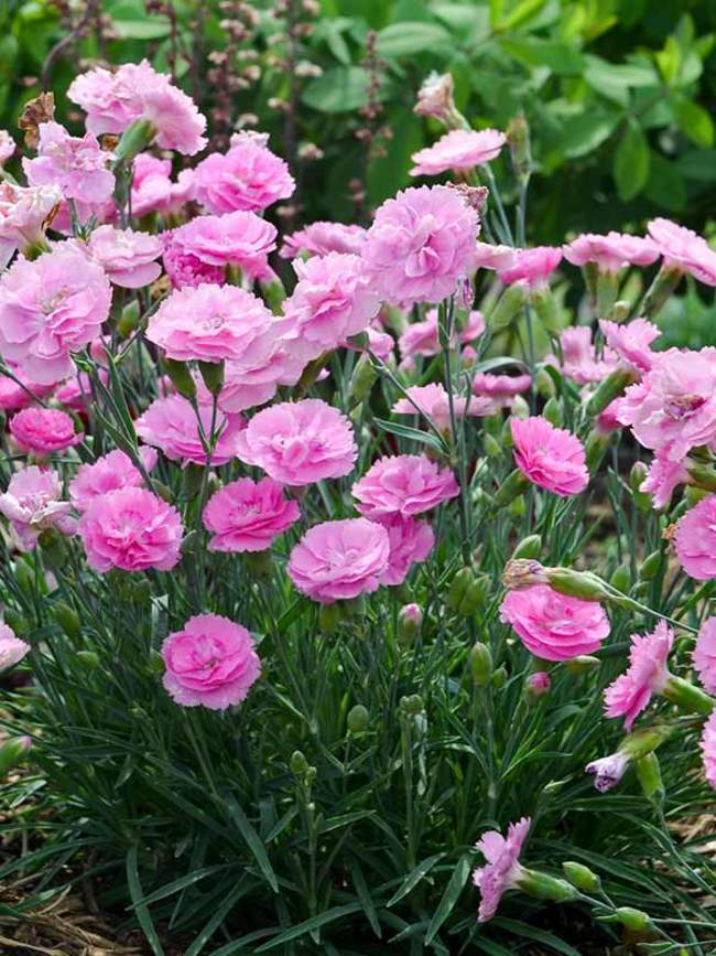 Various Colorful Carnations
