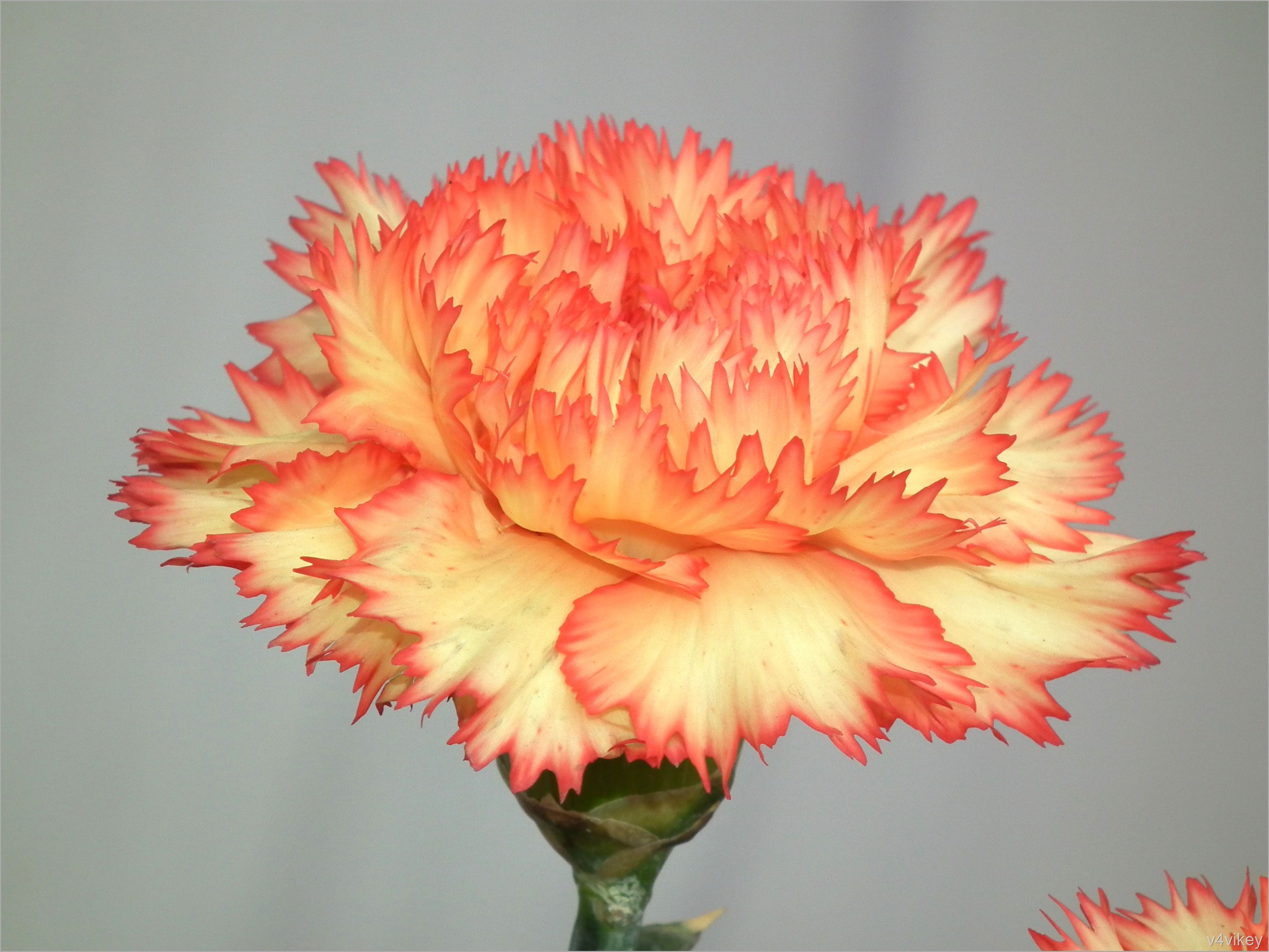 Hardy Carnation Velvet N Lace Carnation