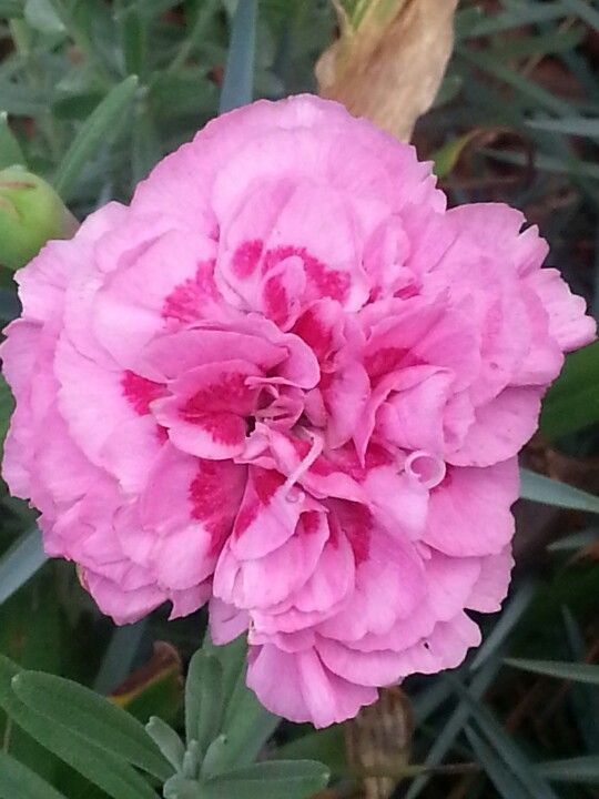 Orange Sherbet Carnations