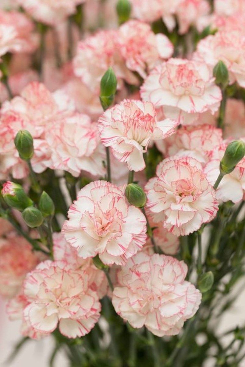 Amazing Flowers