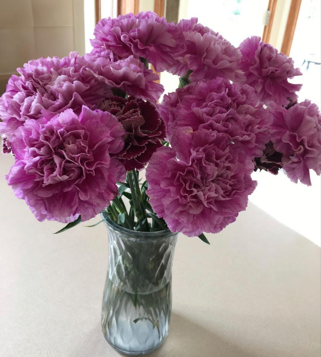 Pin On Carnations