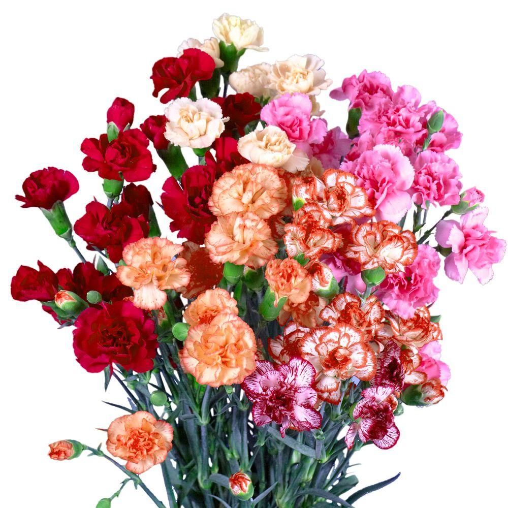 Pin On Carnations